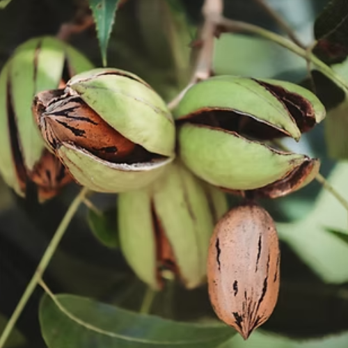 easiest-nut-trees-grow